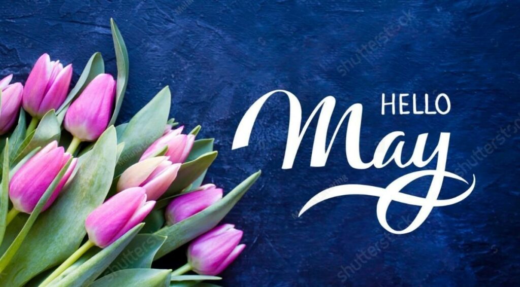 Pink tulips lay on a blue background. In white text are the words: Hello May.